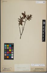 Foto von Salix lapponum L.